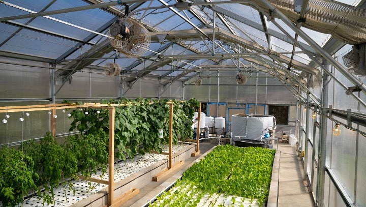 A view of ECOLIFE's aquaponics center - focusing on the produce being grown